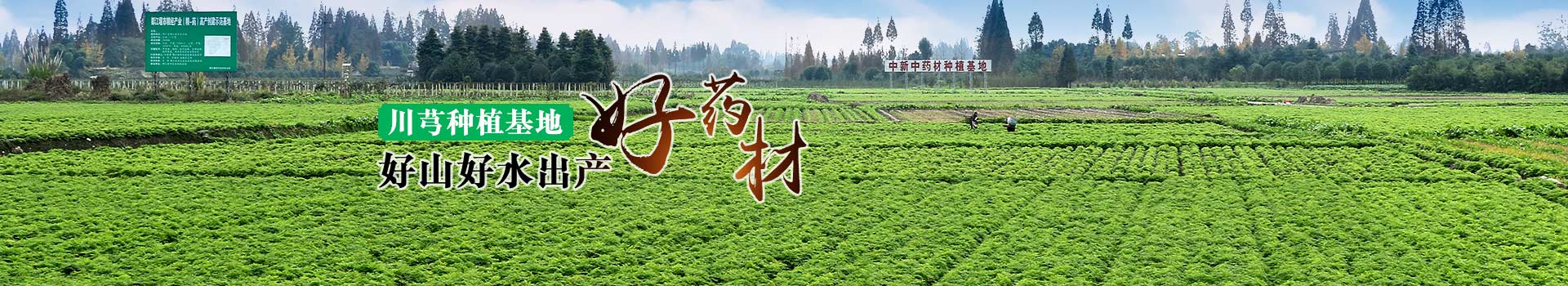 川芎种植基地，好山好水出产好药材